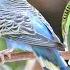 Nature Birds Ringtone Ringtones For Android Animal Ringtones