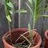 VANDA ORCHIDS IN CLAY POT W CHARCOAL How To Pot Plant Vanda In Clay Pot Potting Orchid SHORTS