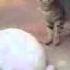 Amitié Entre Un Chat Et Un Lapin