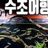 그냥 따라하면 되는 초보 수초어항 꾸미기 Easy Aquascape 애니몰로TV