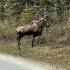 First Moose Calf Denali Alaska