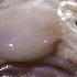 What S Inside A Blobfish What S Inside Science Insider