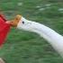 Animals Never Fail To Make Us Laugh Super Funny Animal Compilation