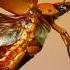 Scarab Beetles In Flight Insects Entomology Science