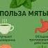 ПОЛЬЗА МЯТЫ польза лето МЯТА
