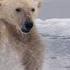 Hungry Polar Bear Ambushes Seal The Hunt BBC Earth