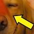 16 Things Dogs LOVE But Only 2 Of Owners Actually Do