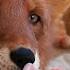 English Subtitles Alf The Fox Says WoW Again