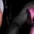 THE THREE LITTLE PIGS ANALOG HORROR FANMADE IS DISTURBING 3 Analog Horrors