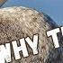 Cormorants The World S Most Hated And Reviled Bird Why