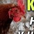Зимний курятник на даче на 25 кур