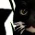 FNF FRIDAY NIGHT FUNKIN VS MAXWELL CAT FNFMODS HARD Maxwell Maxwellff