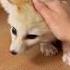 Part 2 The Fennec Fox Chose My Dog Over Its Owner Animals Friendship Us