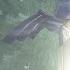 The Sacred Grove Twilight Princess 26