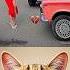 What Do You Like Cat Meme Dance Trending