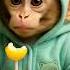 Cutest Reaction Baby Monkey Eats Chupa Chups