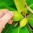 Almond Shorts For You NAFISA VILLAGE FOOD