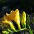 Freesia A Symphony Of Fragrance And Color Freesia Freesiaflower