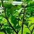 Allahu Akber Touch Of Green Skill Of Creative Creator Gharay Bairay Vlog