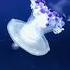 5 Animal Facts That Will Blow Your Mind Part 2 Natureanimal Wildlife Facts