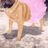 Funny Dog Funny Dog Shortsfeed Shorts