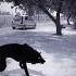 Wolf In Village Wolfsounds Relaxinwolf Animals Wolf Wolfsong Forest Shorts Part 274