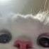 88century Go Kitty Go Speed Up