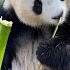 PANDA MUKBANG1 A Super Cute Panda Eating Show Is Here For You 熊猫吃播看过吗 超级可爱