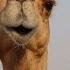 Звук верблюда крик верблюда The Sound Of A Camel Camel Cry