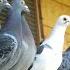 A Day In The Life Of Young Racing Pigeons