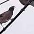 The Birds Are Making Noise But The Noise Is Good Shorts Mayna