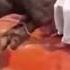 عیدالاضحی Eid Al Izhaa Buffalo Qurbani Funny Video 2022
