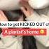 How Pianists Get KICKED OUT Piano India Diddy Memes Funny Fyp Shorts