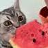 Music Memes The Perfect Combo Pets Cats Funnyanimals