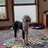 Big Winds And Waves Mean Water Nightmares Dreams Smartdog Aic Talkingdog Ytshorts Dogshorts