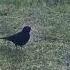 Qora Shaq Shaq черный дрозд Turdus Merula