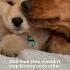 Golden Retriever Finally Gets Her Dream Of Becoming An Older Sister The Dodo
