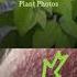 Images Of Poison Ivy Oak Plants And Rashes