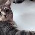 Cat юмор веселыекоты марсик тимоша