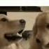 Me And My Friend As A Dog Awww Cute Goldenretreiver Funny Videos