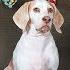 Cute Dog Vs Zombie Babies Halloween Prank Cute Dogs Maymo Potpie