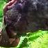 The Baby Stegosaurus Scene The Lost World Jurassic Park CLIP