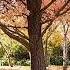 Autumn Colours In The Adelaide Hills South Australia Autumnleaf Mapletree Scenic