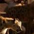 Why The Lion Let The Hyenas Laugh Mobile Video Lionkingdom Lionking Lionstories