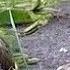 ОВОЗИ Кабки МОДА Куропатки в природе Yavru Keklikler Tabiatta Partrdge In Nature