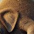 Shocking 100 Heart Stopping Moments The Elephant S Fight Against A Bee Apocalypse