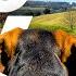 GoPro DogTV 10hrs Of Serene Virtual Dog Walks Through Peaceful Country Parks Dog POV