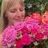 Вырастила РОЗЫ В конце будет магия цветы Garden Rose садоводство розы цветоводство сад дача