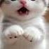 Cute Baby Cat Says I M Sorry Mommy Cat Cute Catlover Lipsync Kitten