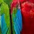 4K Breathtaking Colorful Birds Of The Rainforest 2 Wildlife Nature Film Jungle Sounds 90 Minutes